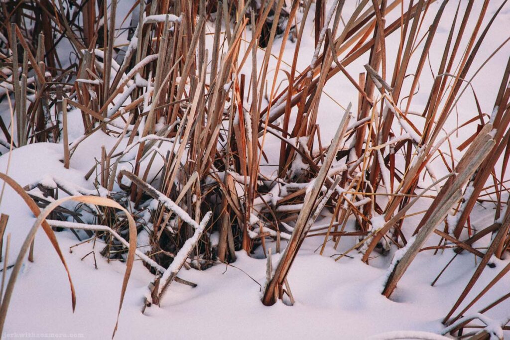 Dry reeds and snow along the edge of a frozen wetland area