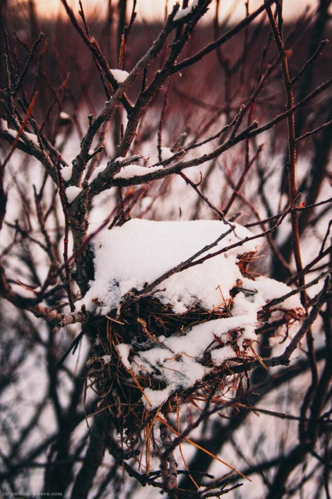 Snow-covered bird nest in bare winter branches