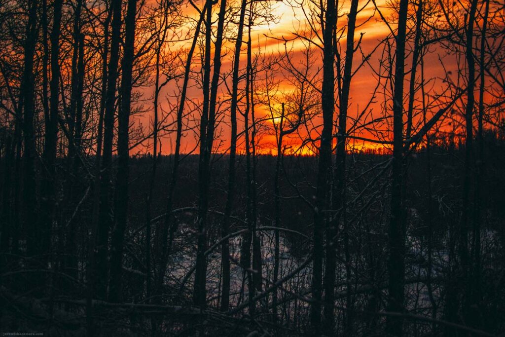 Bare winter trees silhouetted against a sunset sky with snow below