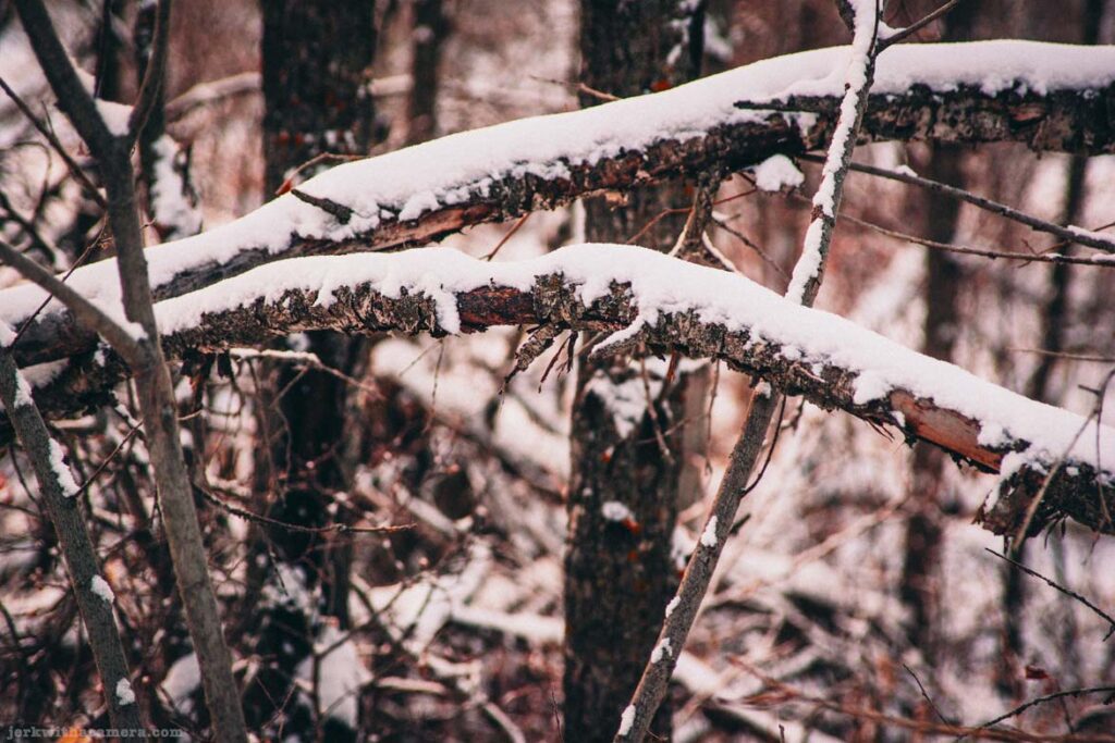 Snow-covered branches in a winter forest