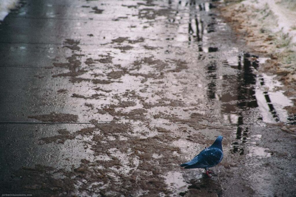 Pigeon walking across a wet sidewalk with puddles and reflections