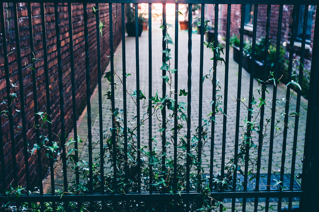 Metal gate with ivy growing through the bars between brick walls and a paved courtyard.