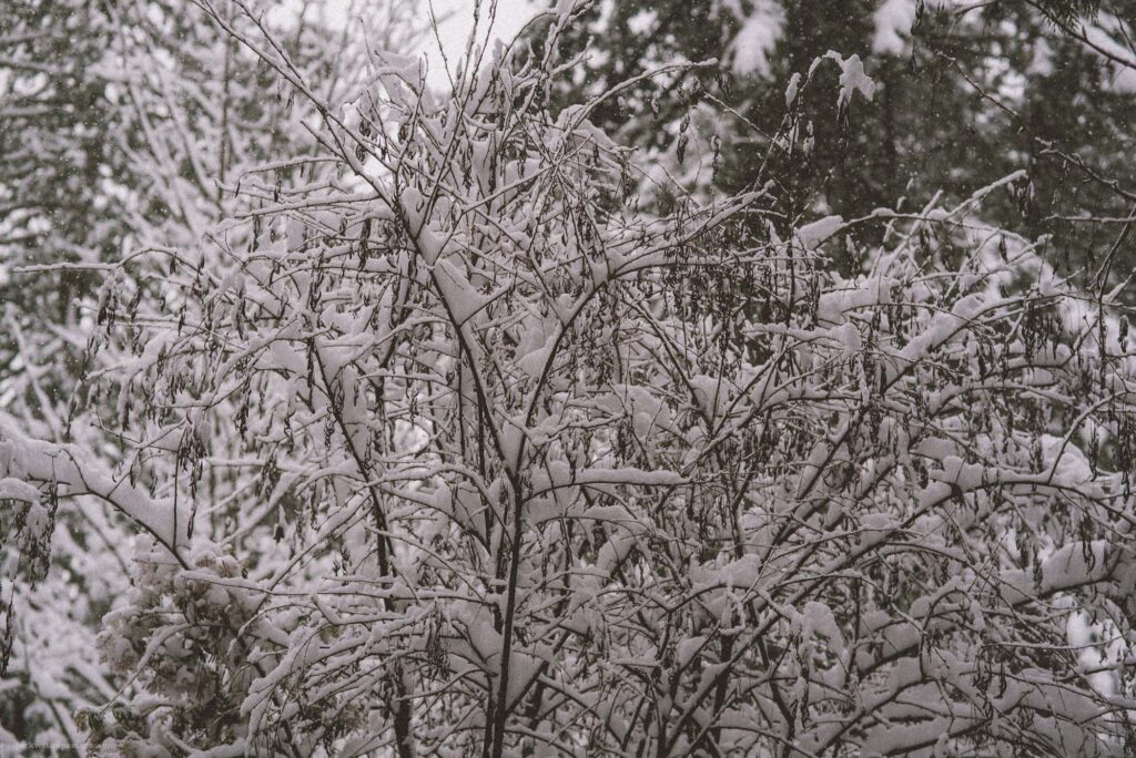 Camera: Leica M-D (Typ 262) Lens: Canon 50mm f/1.4 LTM, AKA Japanese Summilux