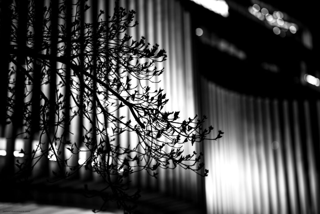 Silhouetted tree branches in front of a modern lit building at night