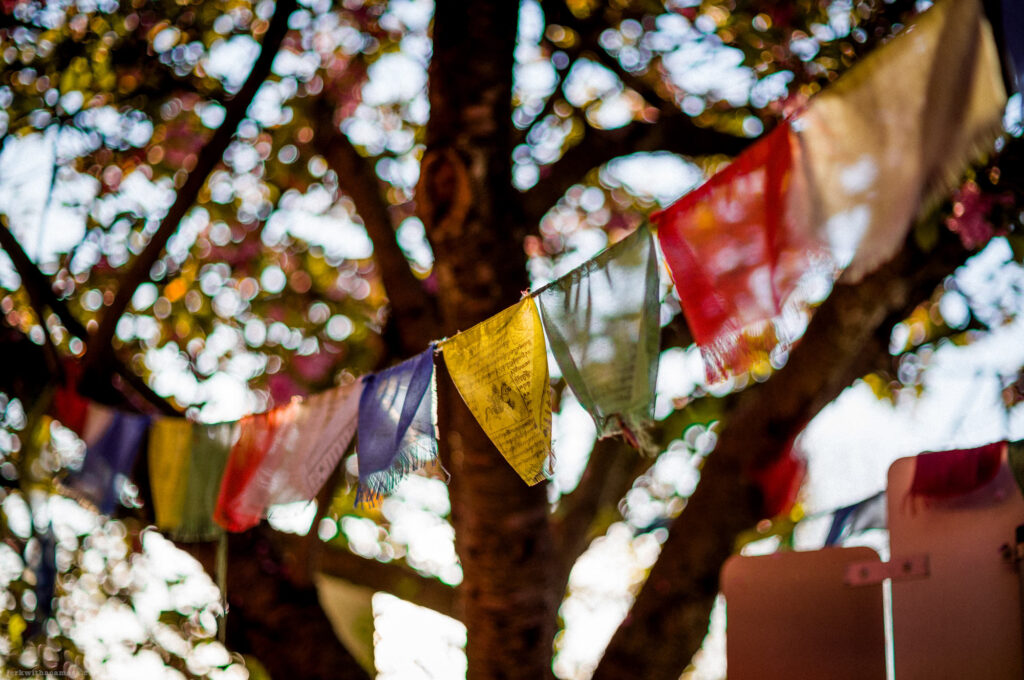 Colourful prayer flags hanging from a tree
