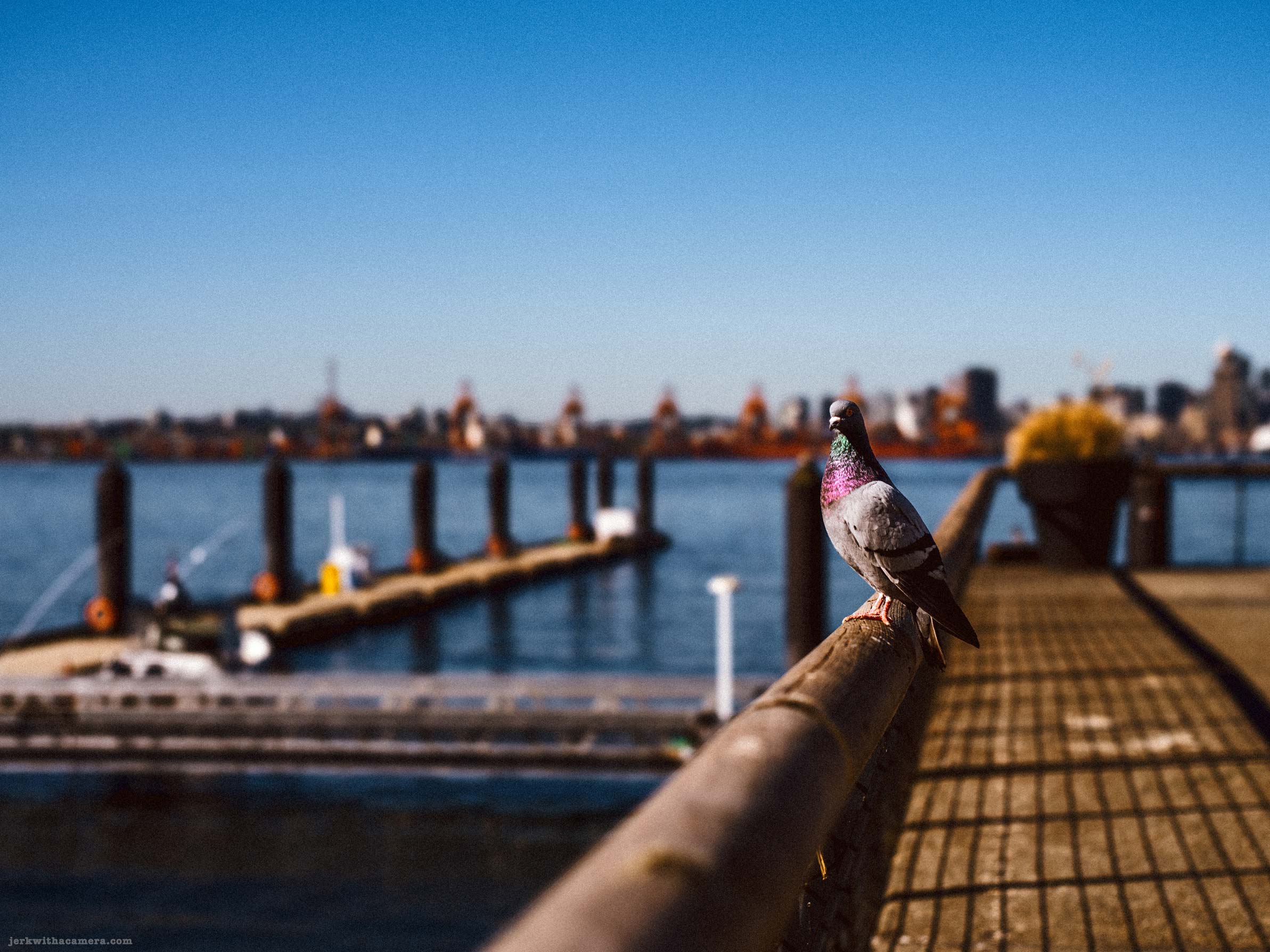 Sunny afternoon at Lonsdale Quay