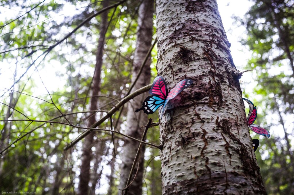 Low upward angle of birch or alder tree trunk with two colorful plastic butterfly ornaments, one pink blue and black, one smaller red and pink, bare branches extending left, conifer forest in soft focus background, bright overcast light.