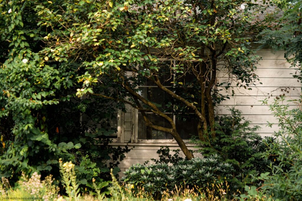 A weathered white house partially hidden behind trees, shrubs, and tall grass with a single window visible.
